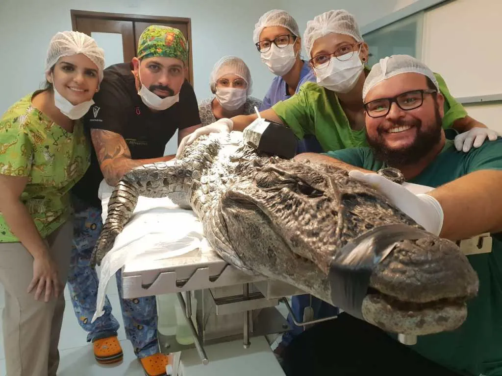 An alligator being tracked