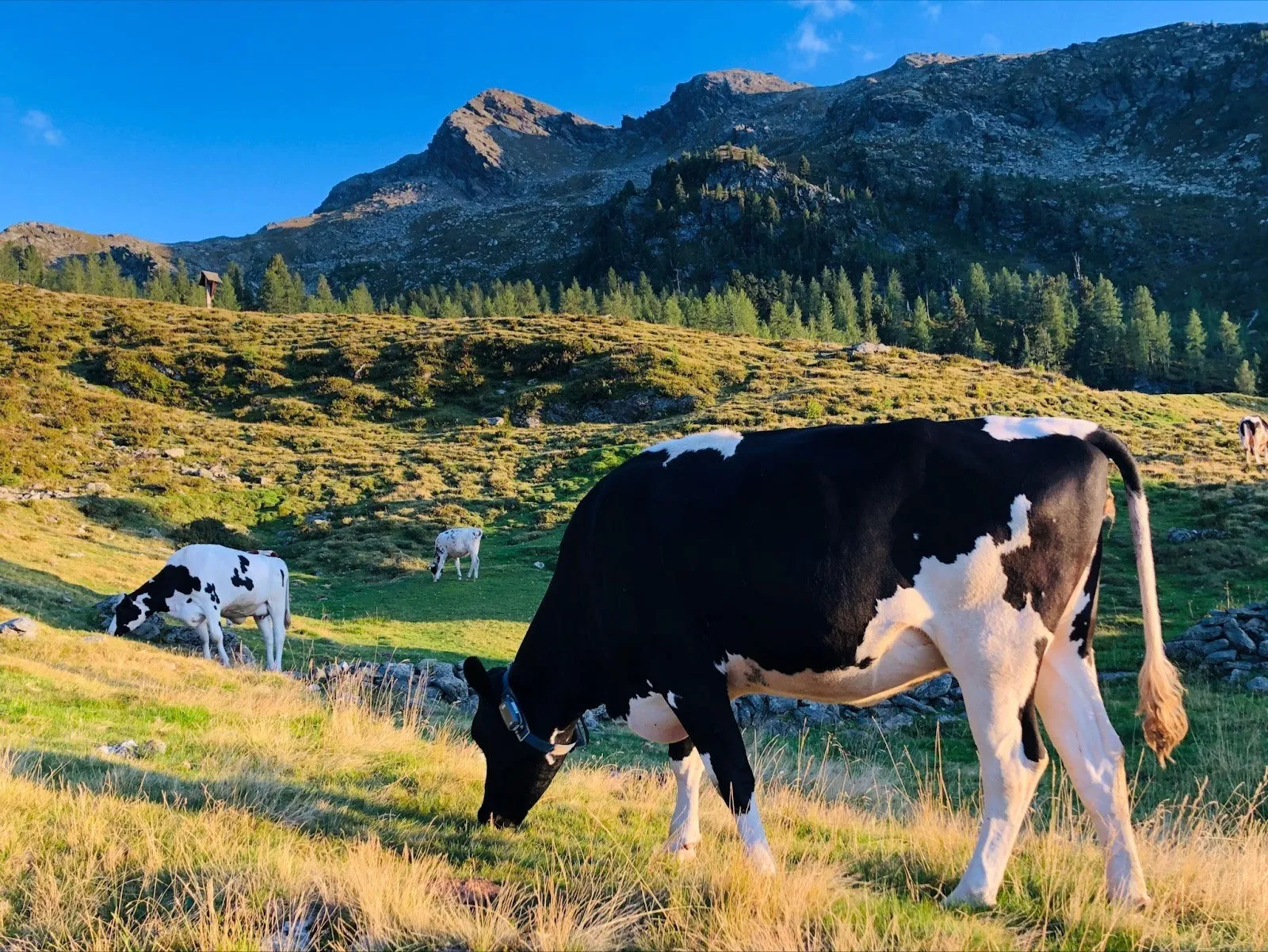 Livestock monitoring using IoT