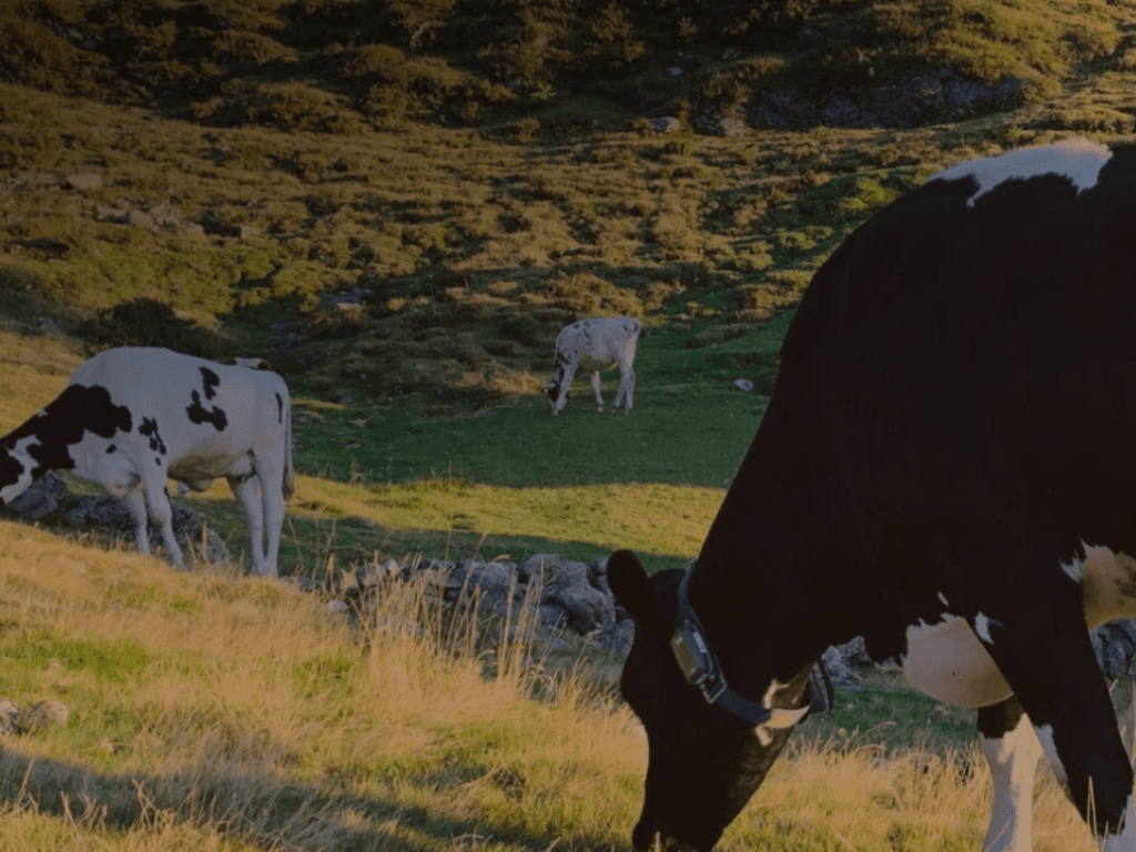 24/7-Echtzeit-Tracking von Rindern auf Almweiden