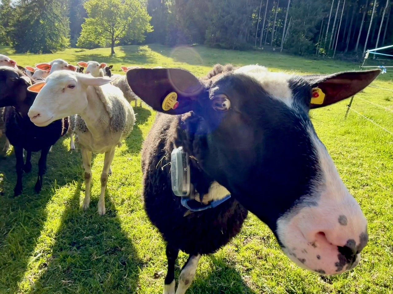 Ovelhas do projeto IoT ViehFinder